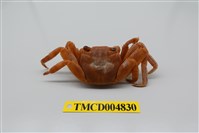 藏品(白紋方蟹)的圖片